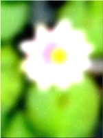 फूल 298