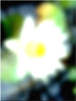 Flower 337