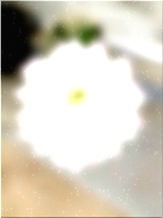 Flower 338