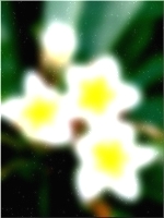 Blume 383