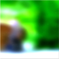 200x200 Картинки Зеленое лесное дерево 02 421