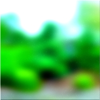 200x200 Clip art Arbre de la forêt verte 02 472