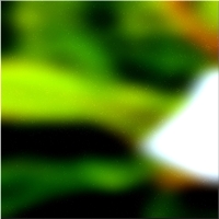 200x200 Картинки Зеленое лесное дерево 03 64