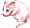 Clip art クリップアート Animal 動物 Mouse ねずみ 57