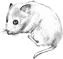 Clip art クリップアート Animal 動物 Mouse ねずみ 63