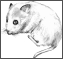 Clip art クリップアート Animal 動物 Mouse ねずみ 64