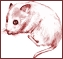 Clip art クリップアート Animal 動物 Mouse ねずみ 66