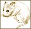 Clip art クリップアート Animal 動物 Mouse ねずみ 67