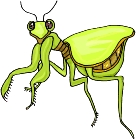 Everyday Insects Clip art 73