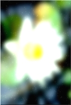 Blume 337