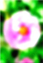 Blume 430