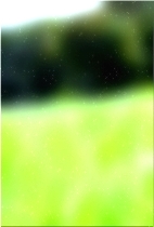 हरे भरे जंगल का पेड़ 03 170