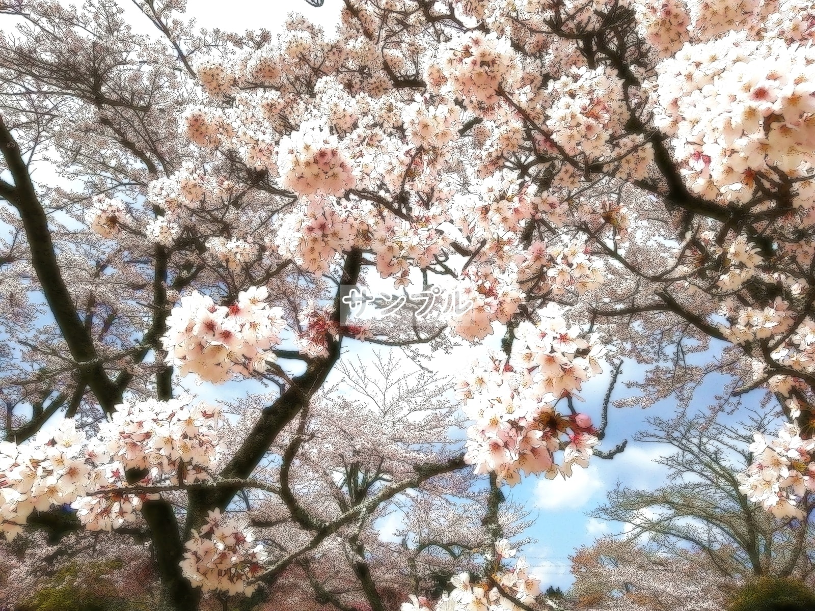 花 桜 03 Flower Cherry blossom