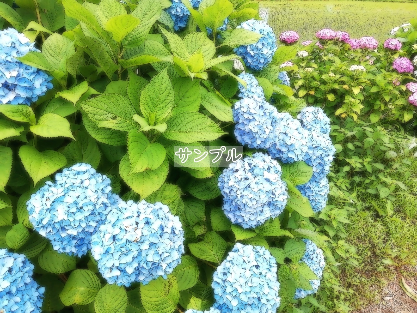 花 紫陽花 03 Flower Hydrangea