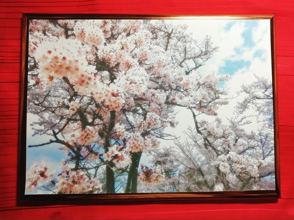 Art Auction Blume Kirschblüten 01 Flower Cherry blossom