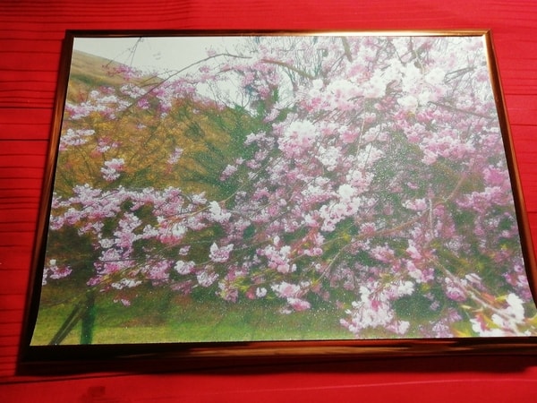 Art Auction Blume Kirschblüten 04 Flower Cherry blossom