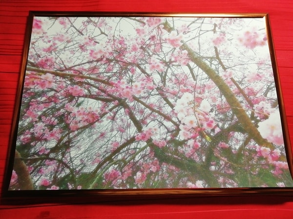 Art Auction 花 桜 06 Flower Cherry blossom
