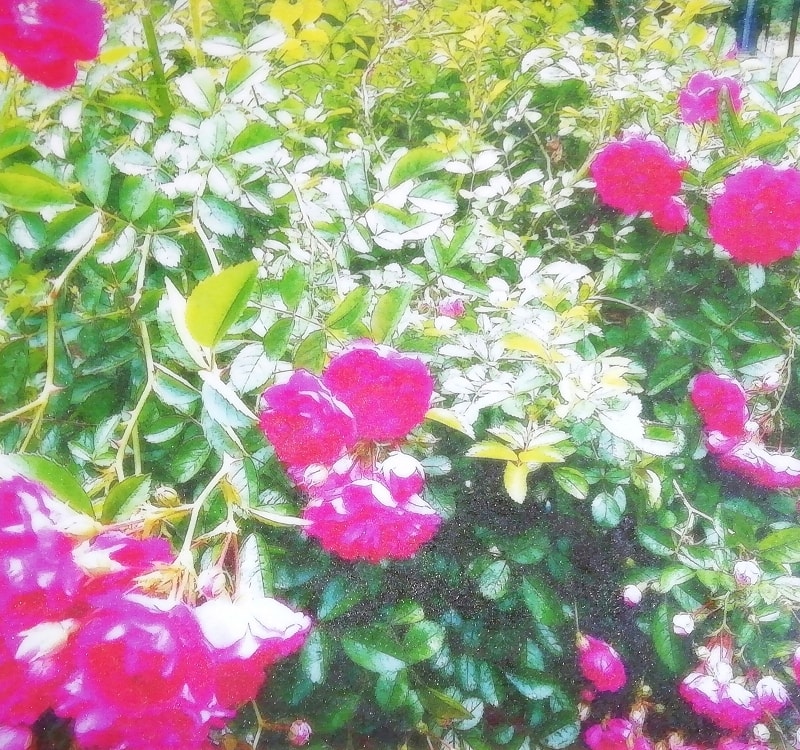 Flower 花 2