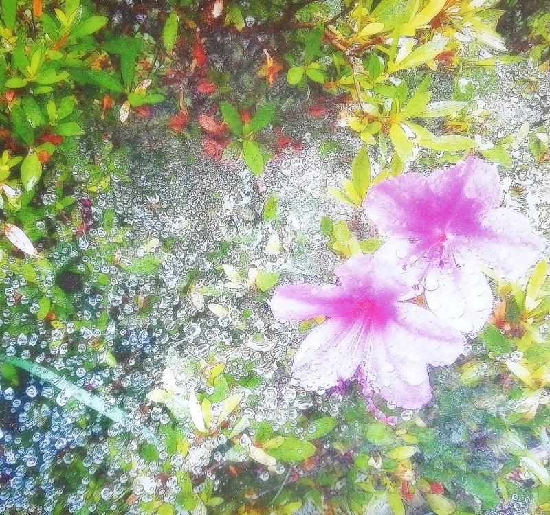 Flower 花 8